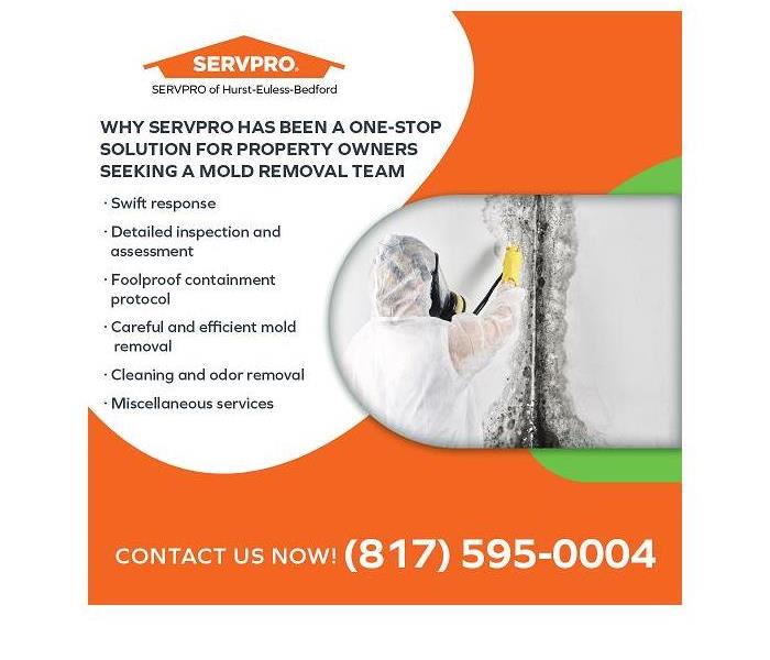 Mold being treated by a SERVPRO expert